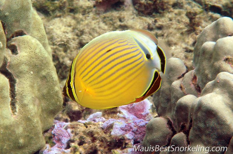 Oval Butterflyfish Maui's Best Snorkeling Hawaii